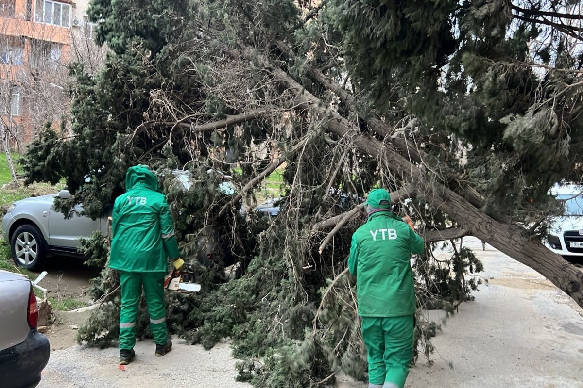 Сильный ветер в Баку повалил более десятка деревьев -ФОТО 