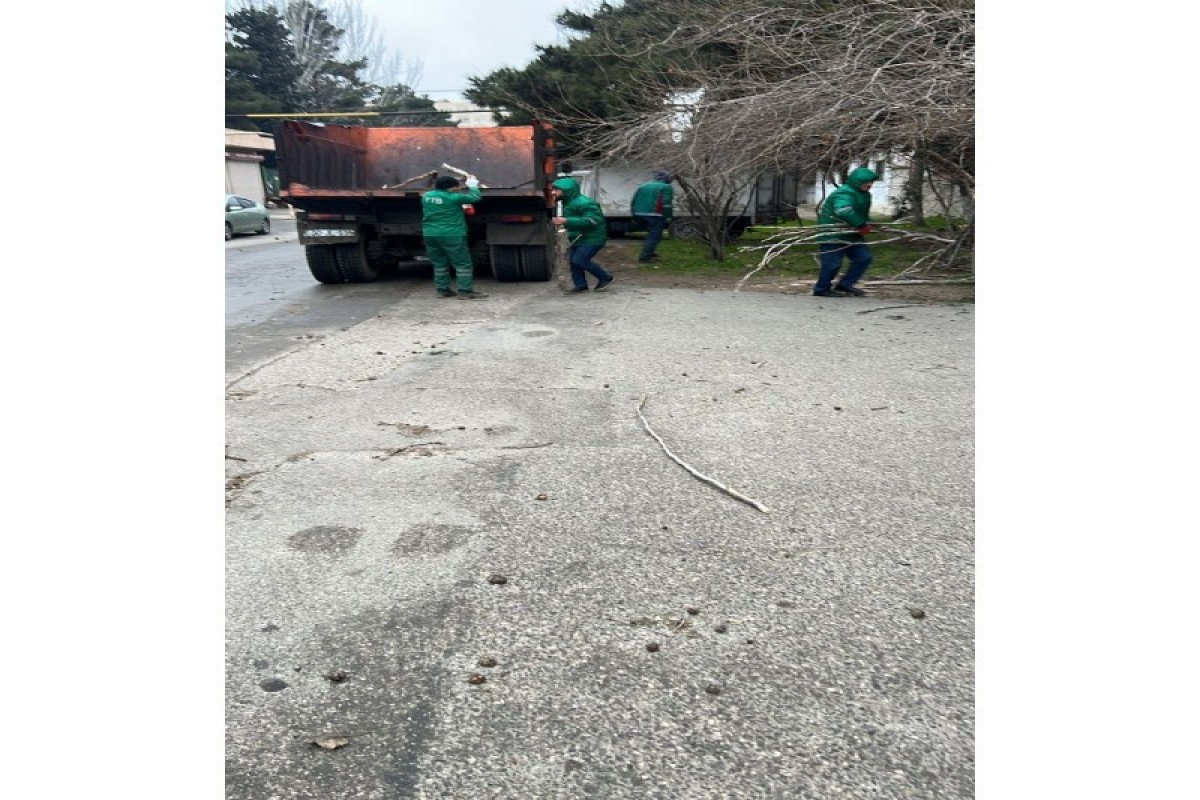Сильный ветер в Баку повалил более десятка деревьев -ФОТО 