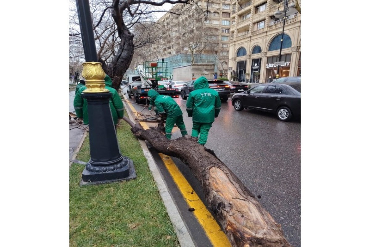Сильный ветер в Баку повалил более десятка деревьев -ФОТО 