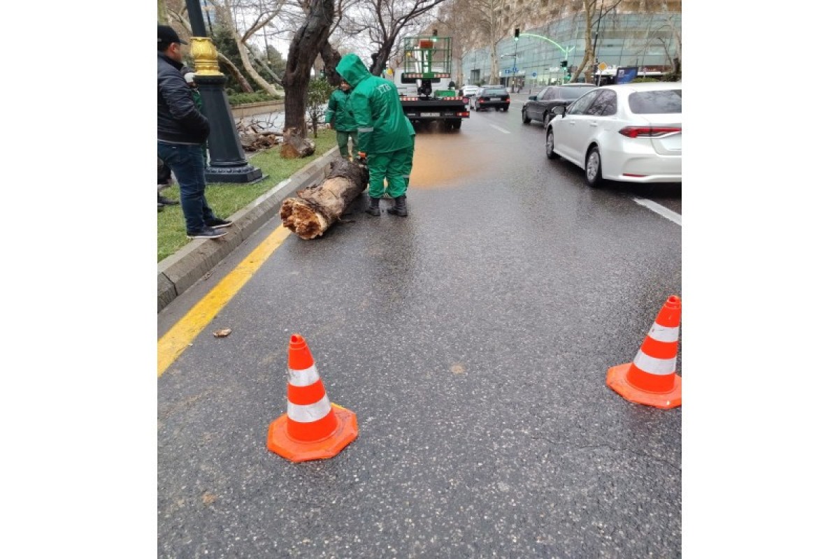 Сильный ветер в Баку повалил более десятка деревьев -ФОТО 