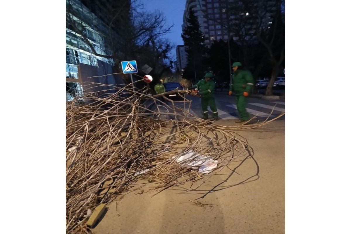 Сильный ветер в Баку повалил более десятка деревьев -ФОТО 