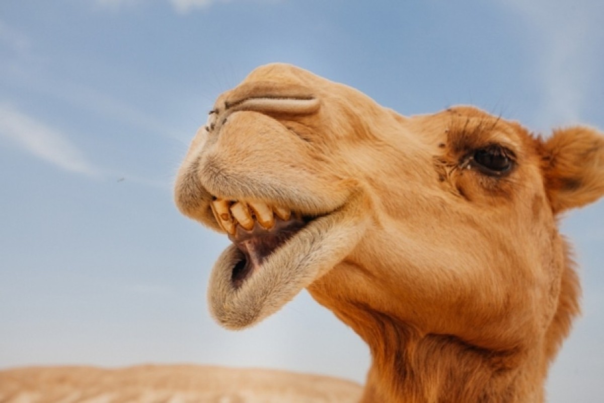 В Саудовской Аравии ввели паспорта для верблюдов