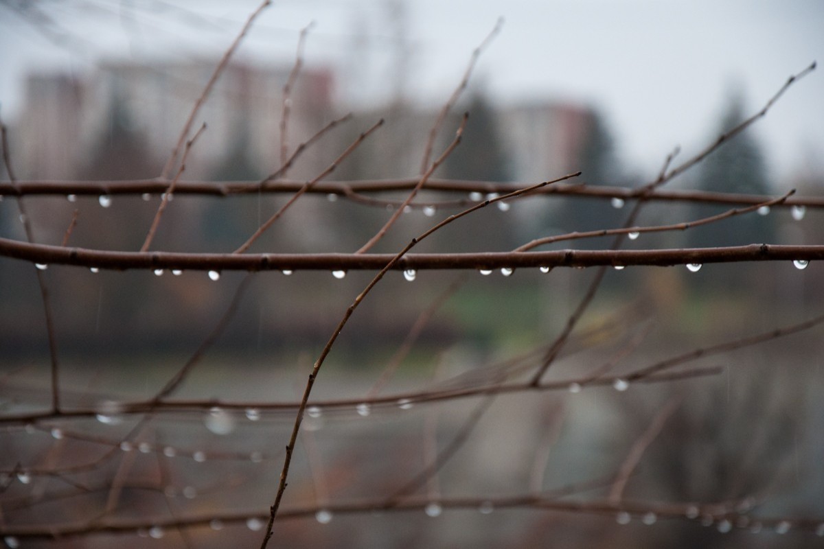 В Азербайджане сохраняется дождливая и ветреная погода