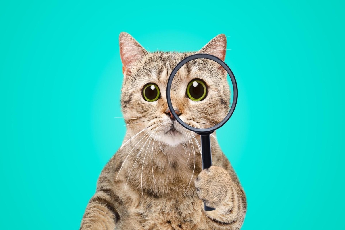 Кошки и собаки могут помочь в раскрытии преступлений