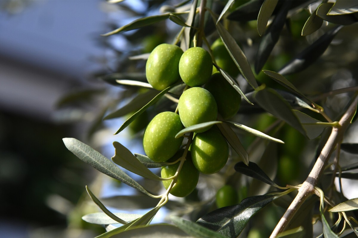 Найден способ «переключить» клетки печени на сжигание жира