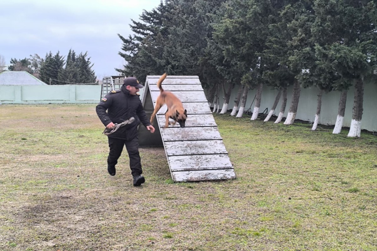 В МЧС показали тренировки служебных собак в экстремальных условиях-ФОТО 