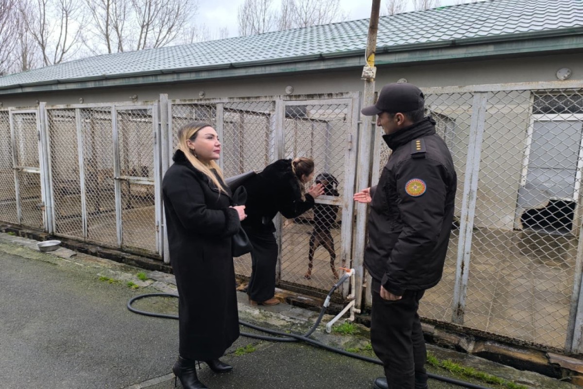 В МЧС показали тренировки служебных собак в экстремальных условиях-ФОТО 