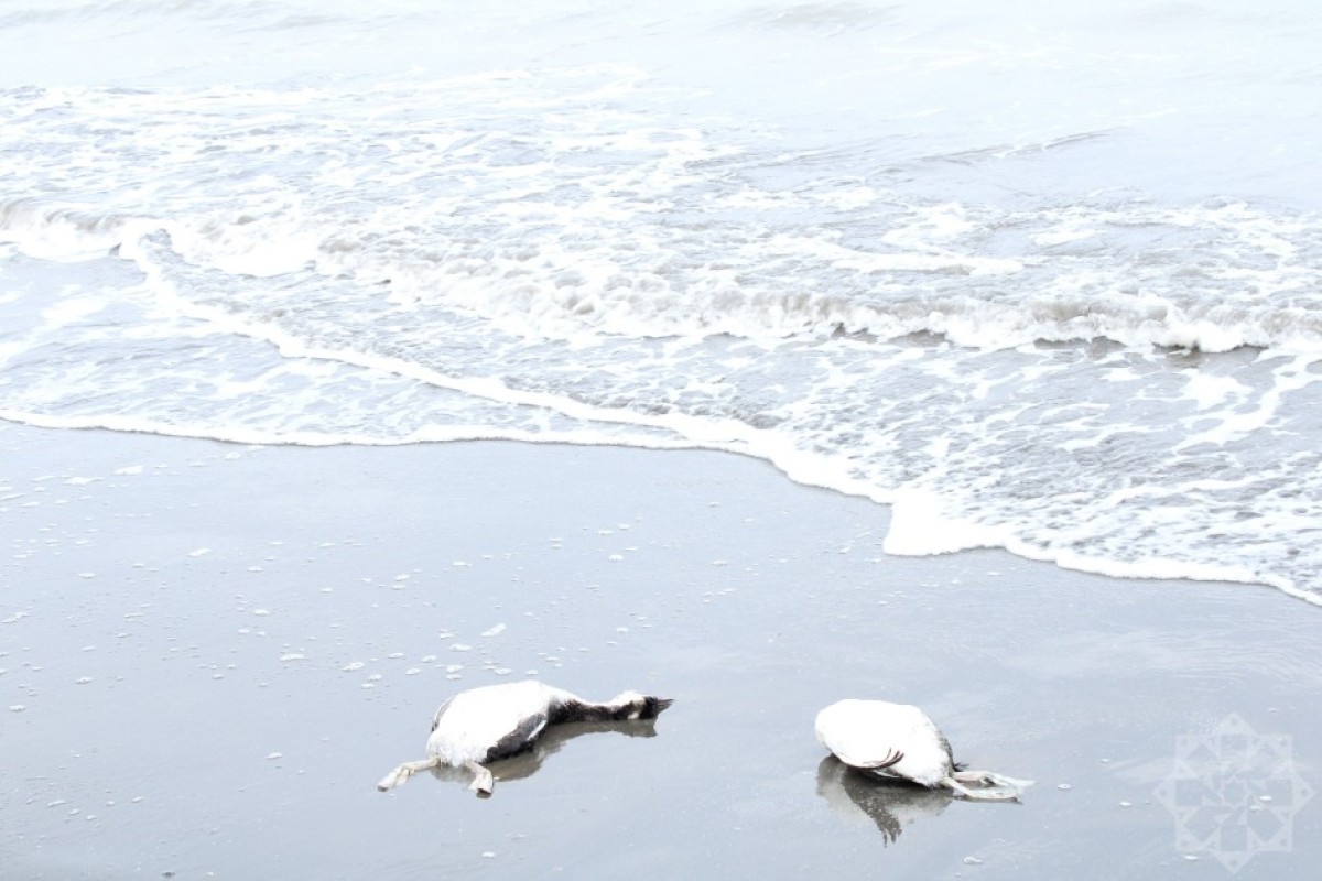 На берегу Каспийского моря гибнут птицы-ФОТО 