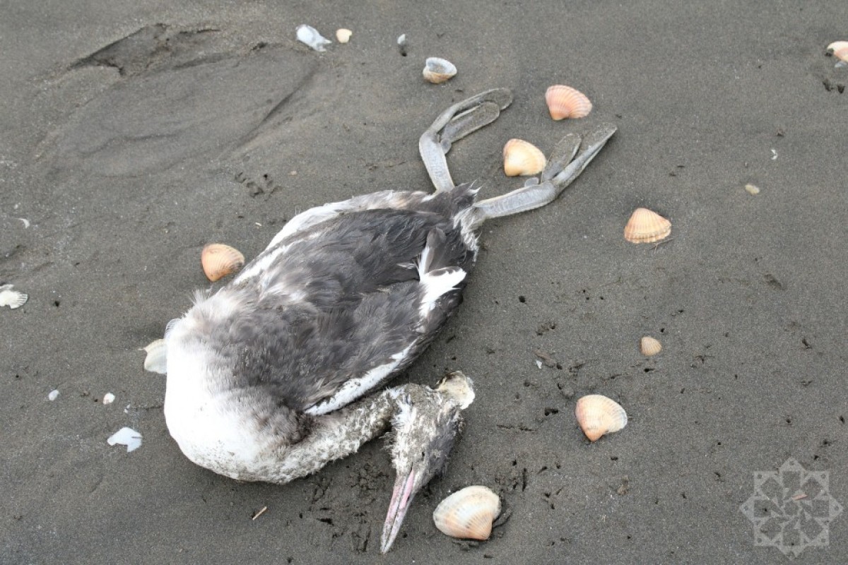 На берегу Каспийского моря гибнут птицы-ФОТО 