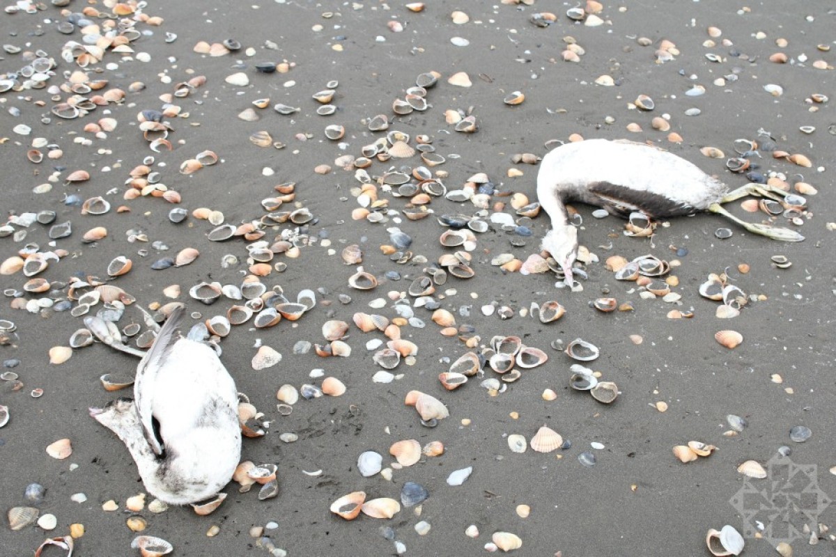 На берегу Каспийского моря гибнут птицы-ФОТО 