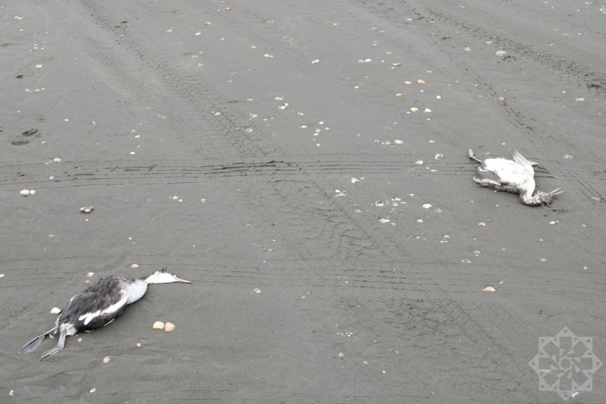На берегу Каспийского моря гибнут птицы-ФОТО 