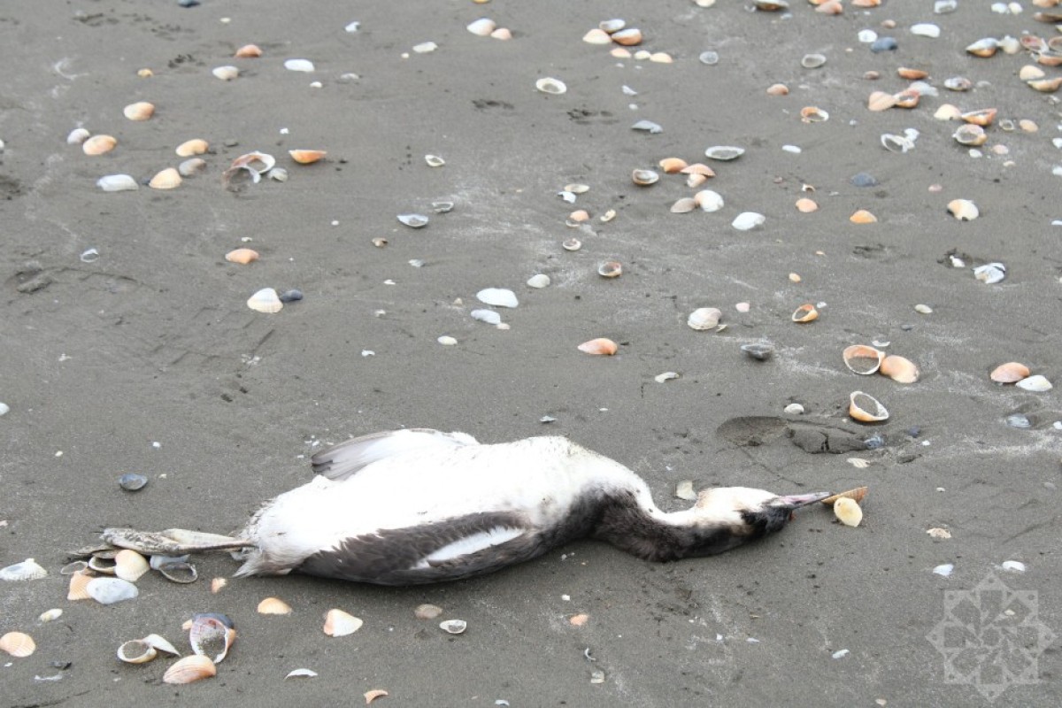 На берегу Каспийского моря гибнут птицы-ФОТО 