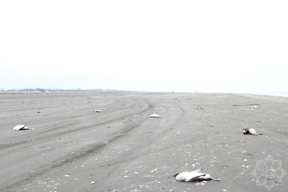 На берегу Каспийского моря гибнут птицы-ФОТО 