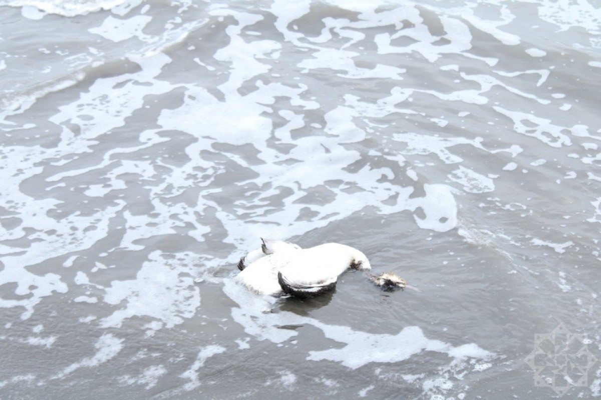 На берегу Каспийского моря гибнут птицы-ФОТО 