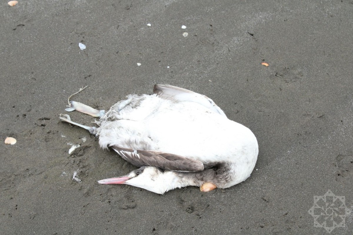 На берегу Каспийского моря гибнут птицы-ФОТО 