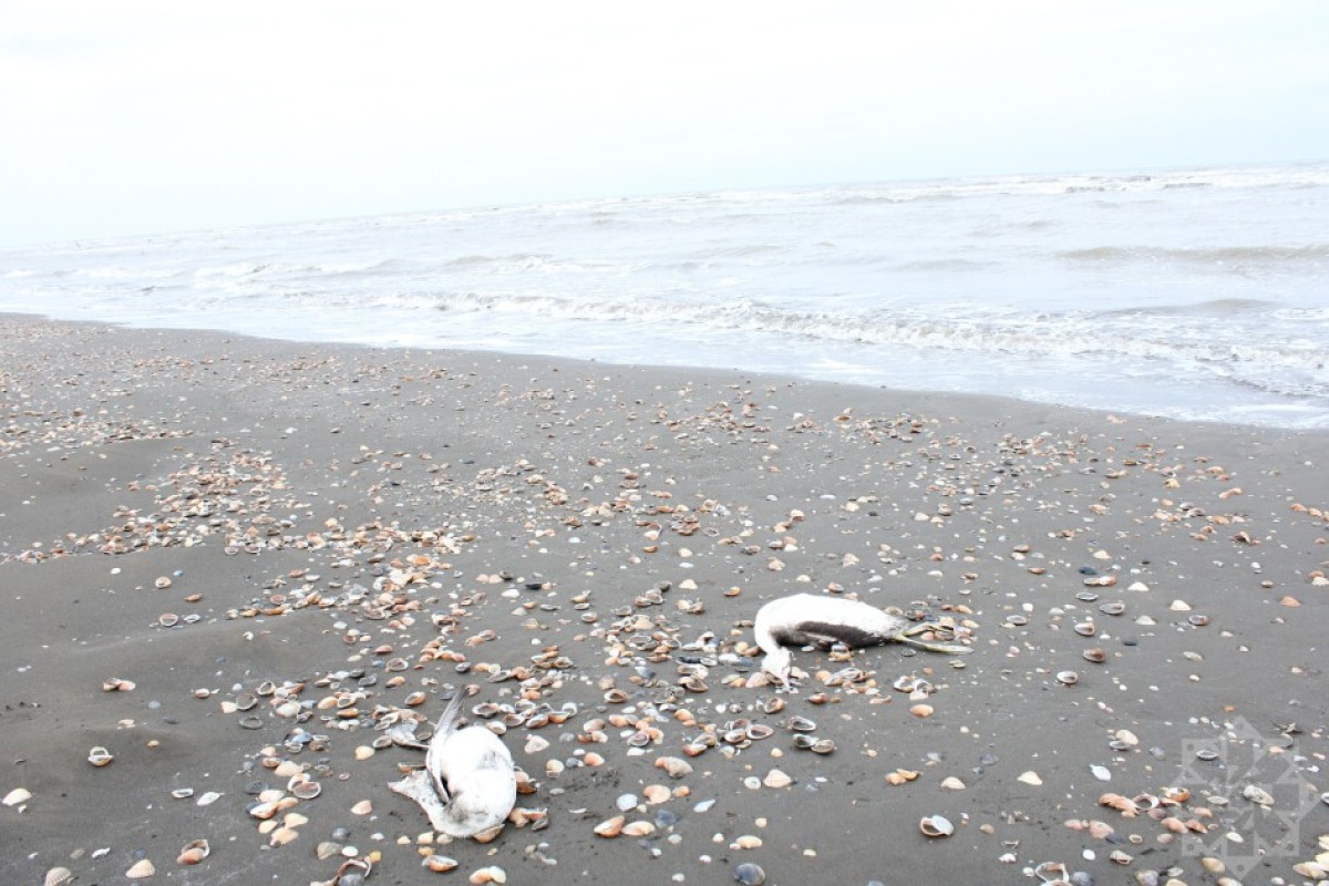 На берегу Каспийского моря гибнут птицы-ФОТО 