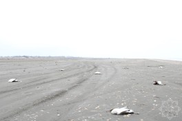 На берегу Каспийского моря гибнут птицы-ФОТО 