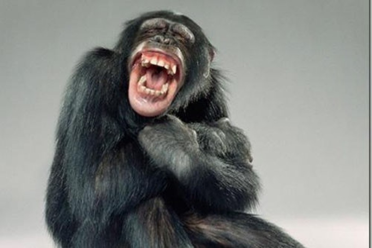 Обнаружены физиологические свидетельства употребления алкоголя дикими шимпанзе
