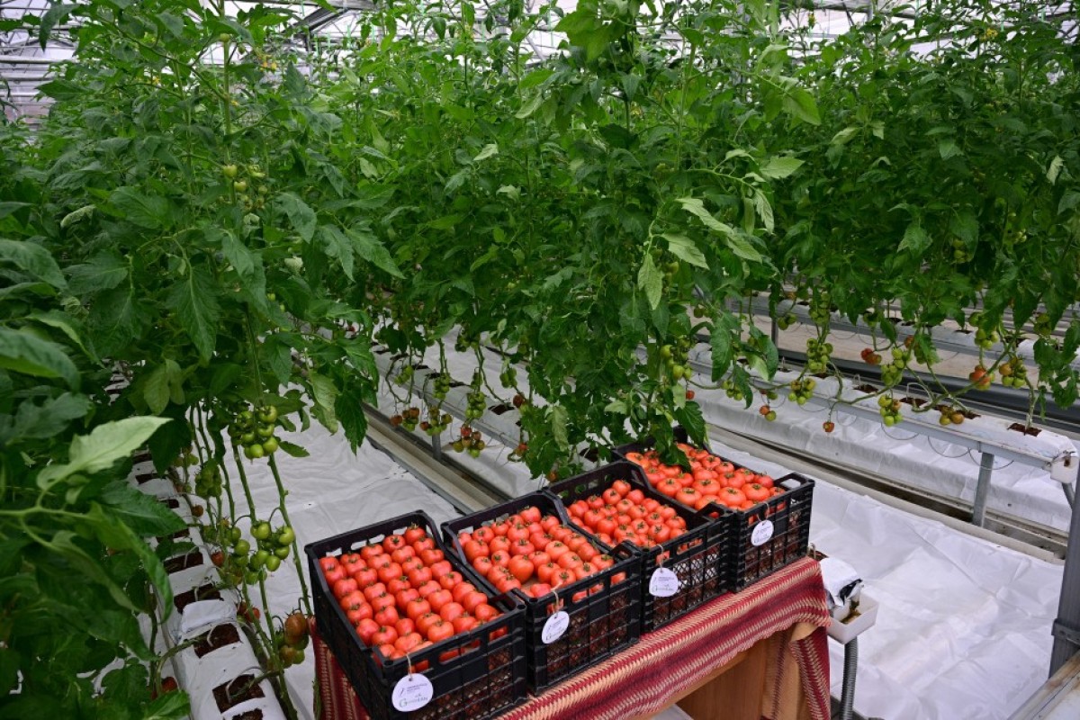 Ильхам Алиев принял участие в открытии Профессионального центра в Лянкяране-ФОТО 