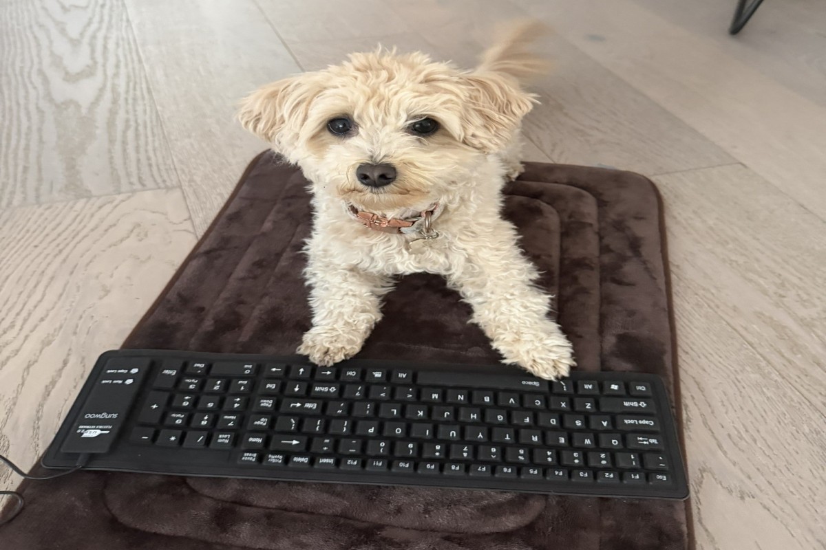 Собака «пишет» игру: эксперимент с Claude Code удивил сеть