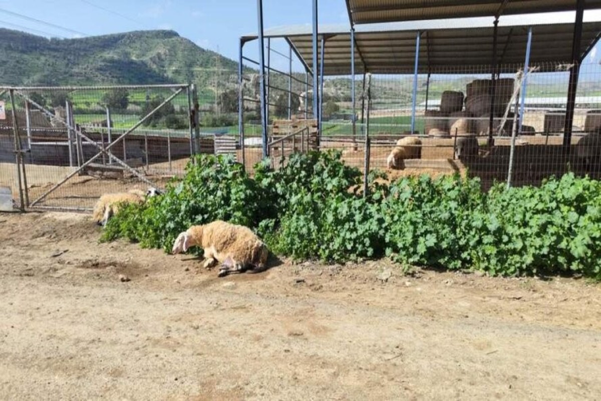 Эпидемия ящура на Кипре: власти вводят жесткие меры