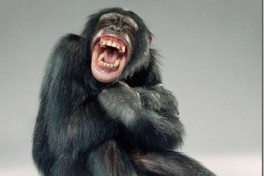 Обнаружены физиологические свидетельства употребления алкоголя дикими шимпанзе