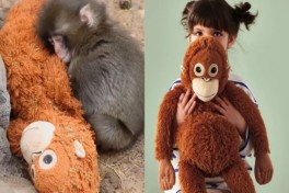 Макака Панч вызвал мировой ажиотаж вокруг игрушки IKEA