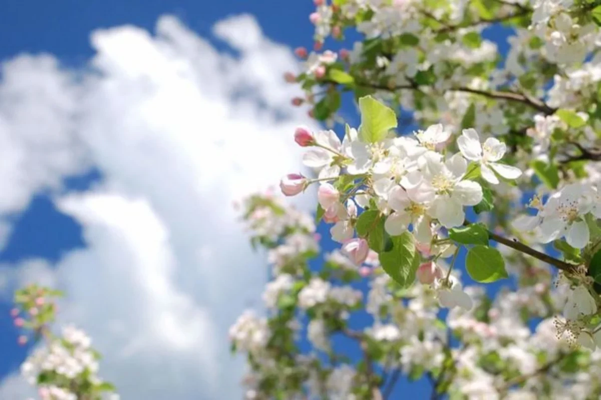 Какая погода в марте ожидается в Азербайджане?  