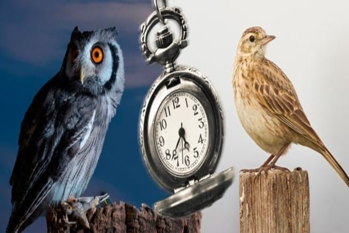 Сова или жаворонок: израильские ученые нашли неожиданные различия