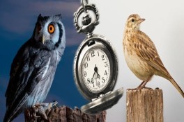 Сова или жаворонок: израильские ученые нашли неожиданные различия