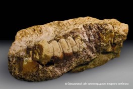 Янтарь возрастом до 50 млн лет: в Калининграде обнаружили редкий фрагмент