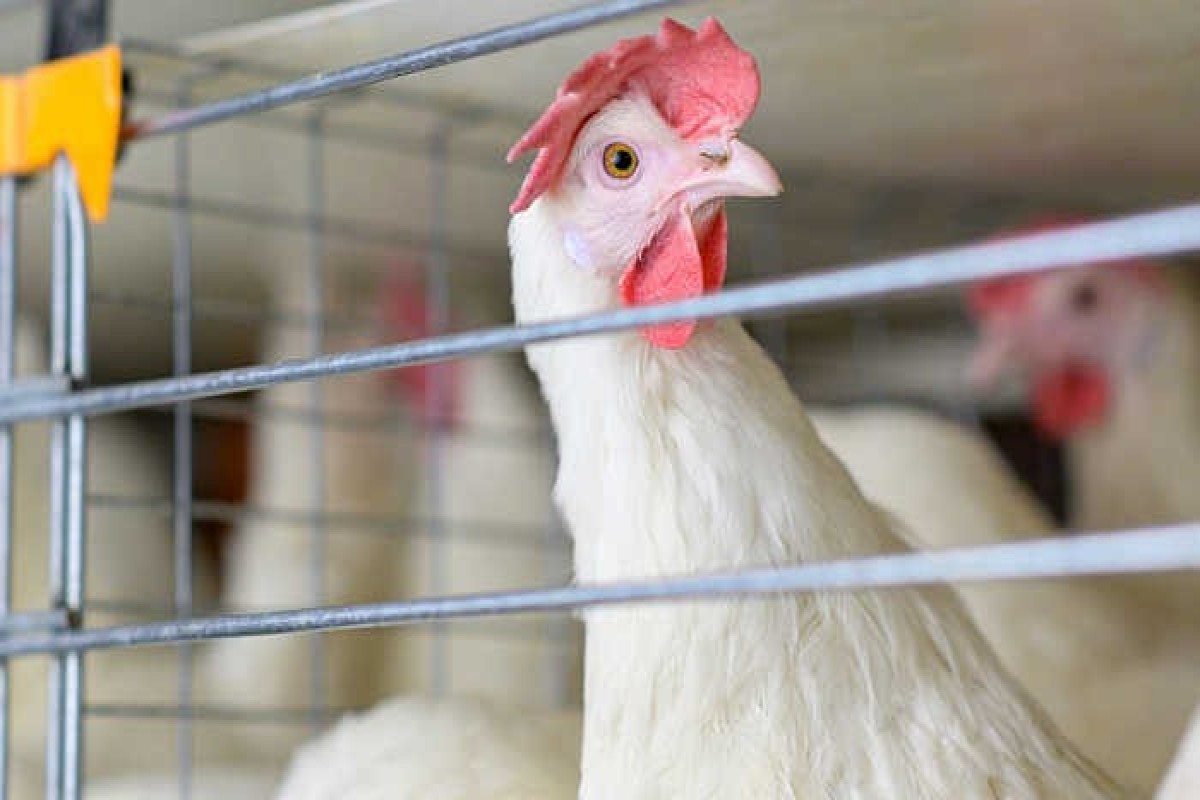 AQTA: В Азербайджане нет птичьего гриппа