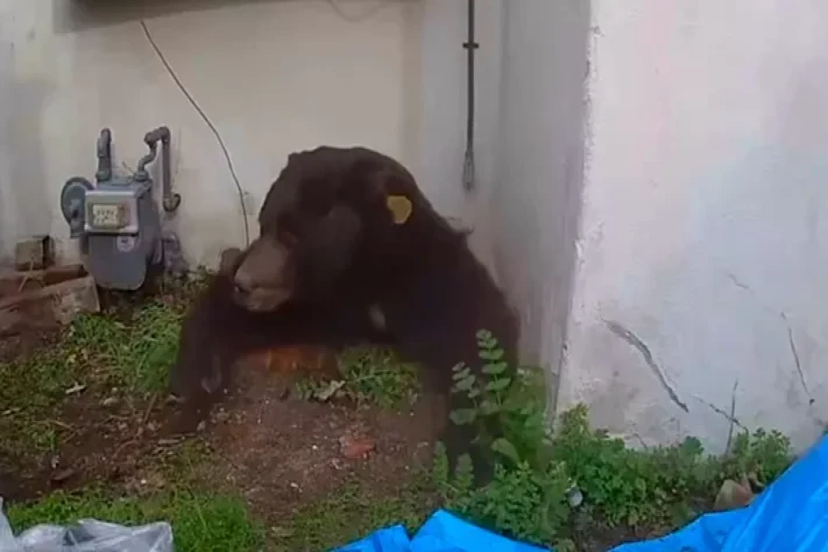 В Калифорнии медведь 37 дней жил в подвале жилого дома-ФОТО 
