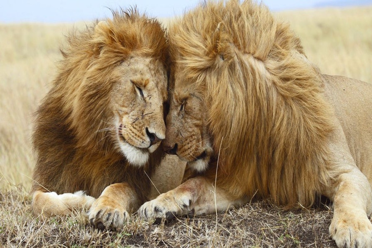 Ученые объяснили эволюционную пользу однополого поведения у животных