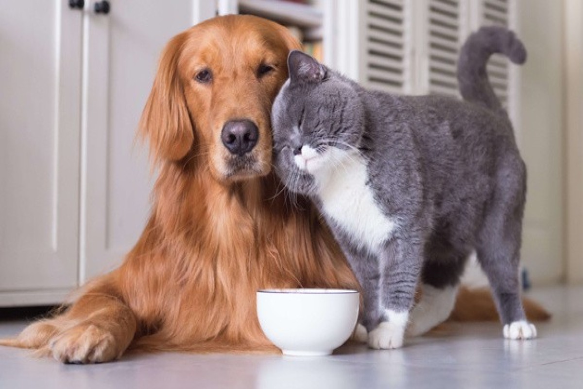 В Украине поддержали законопроект о гуманном обращении с животными