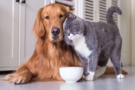 В Украине поддержали законопроект о гуманном обращении с животными