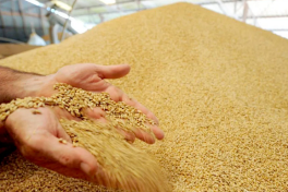 В 2025 году Азербайджан импортировал более 1,26 млн тонн пшеницы