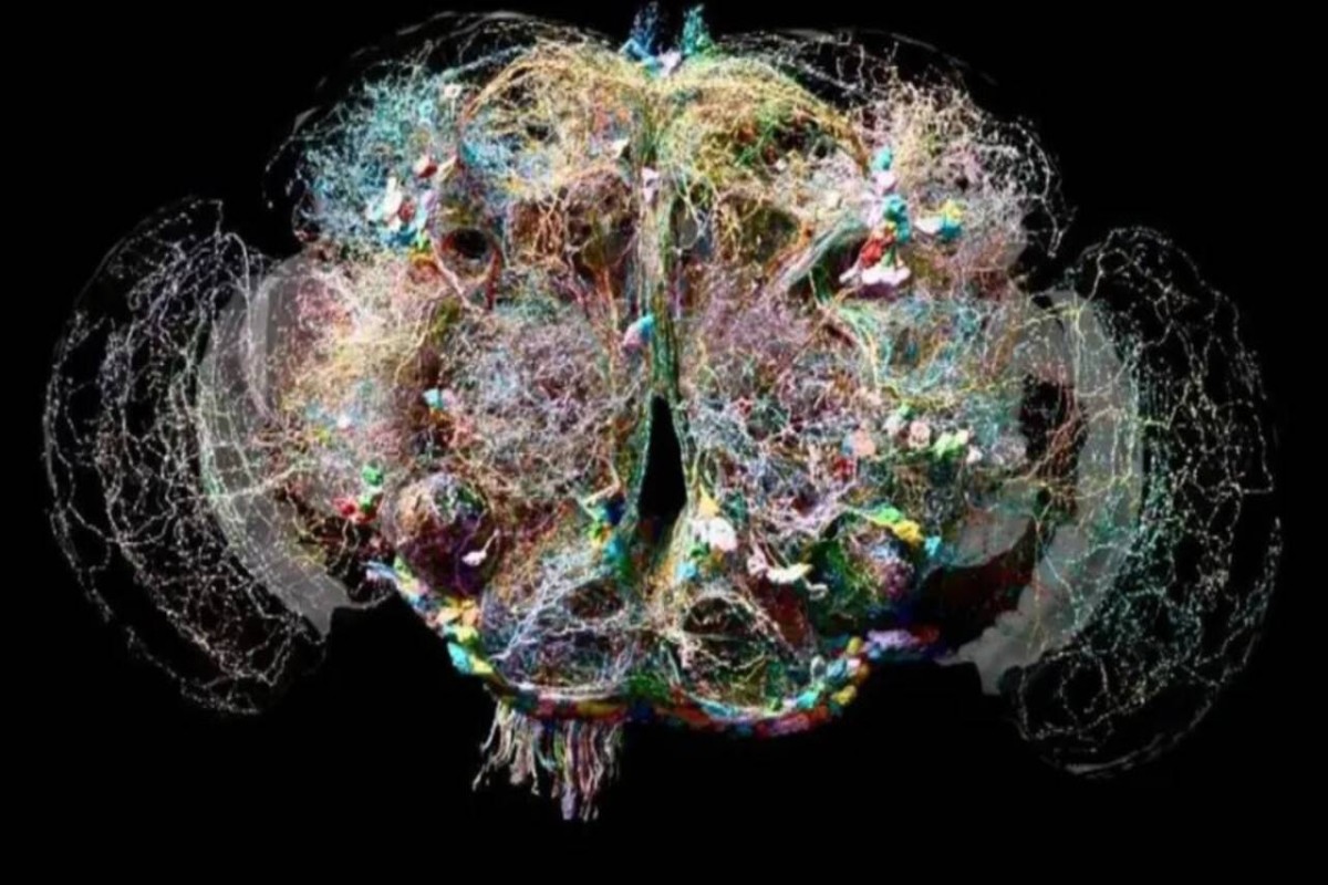 Ученые: мозг человека окончательно взрослеет после 30 лет