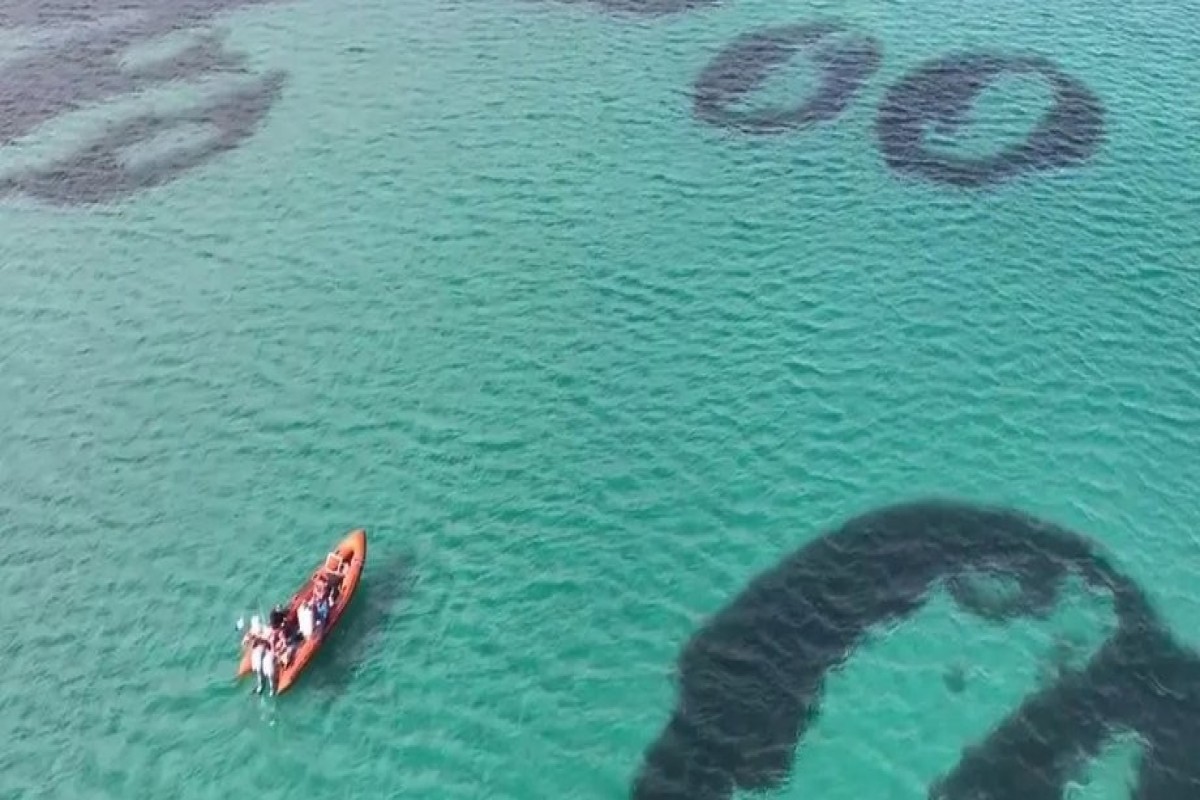 У берегов Шотландии впервые за столетие обнаружили «волшебные круги»