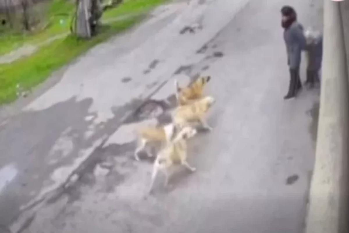 Трагедия, которой удалось избежать: стая собак атаковала мать с детьми пригороде Баку -ВИДЕО 