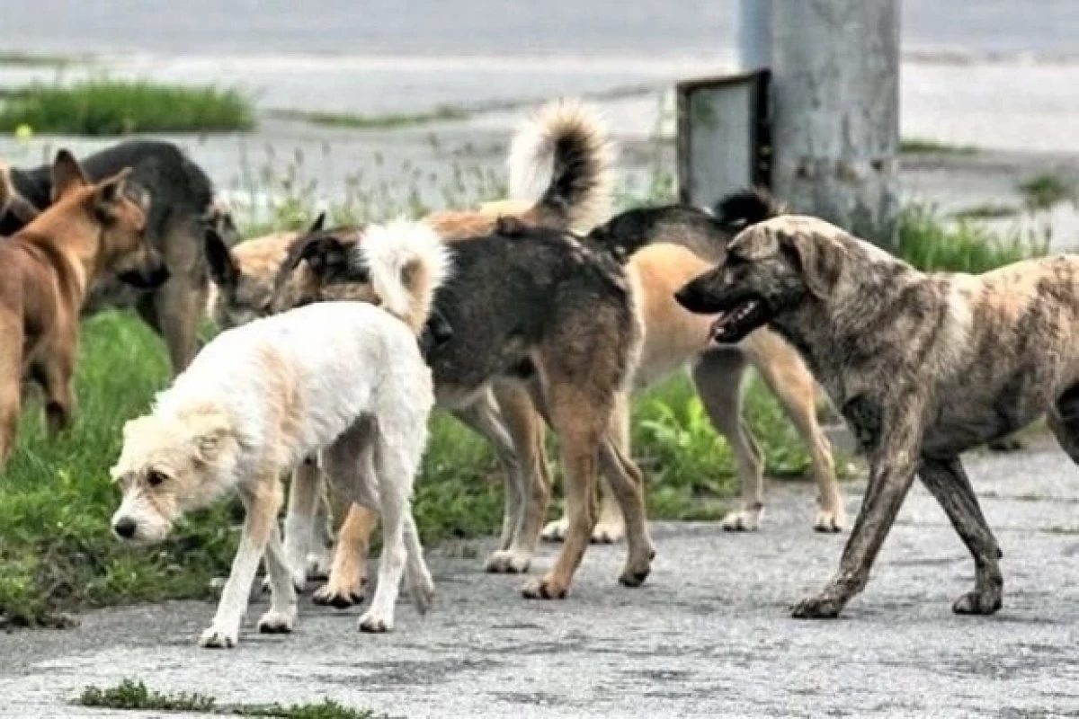 В Шеки пять человек пострадали от нападения собак
