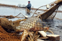 В Азербайджане вводят цифровой учет, квоты и отслеживание рыбной продукции