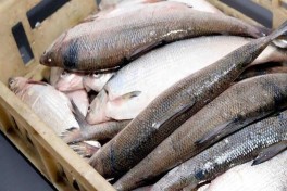 Россия ограничила импорт живой рыбы и рыбной продукции из Армении