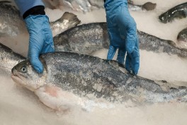 Россия ограничила поставки рыбной продукции со всех предприятий Армении