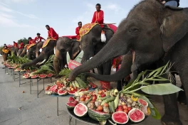 В Таиланде слоны получили праздничные угощения по случаю своего Дня