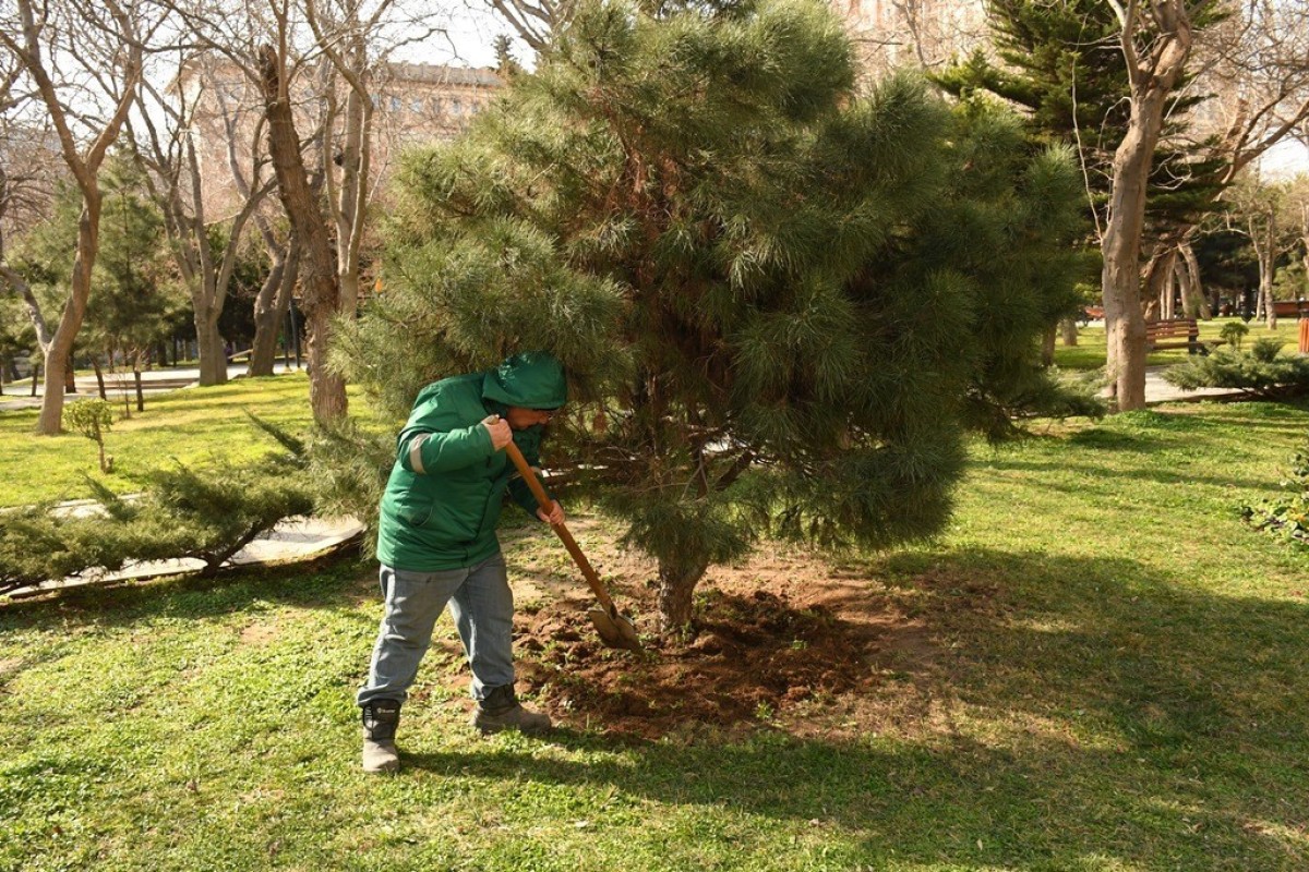 В столице продолжаются весенние работы по озеленению и уборке-ФОТО 