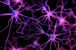 Ученые нашли вещество, способное снижать агрессию при болезни Альцгеймера