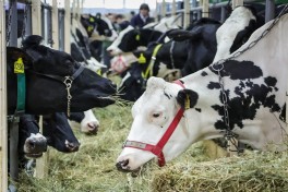 Массовый убой скота в Сибири: ущерб превысил 1,5 млрд рублей