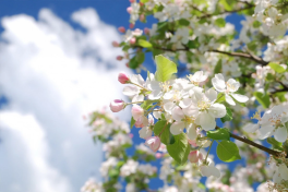 В Азербайджане наступила весна
