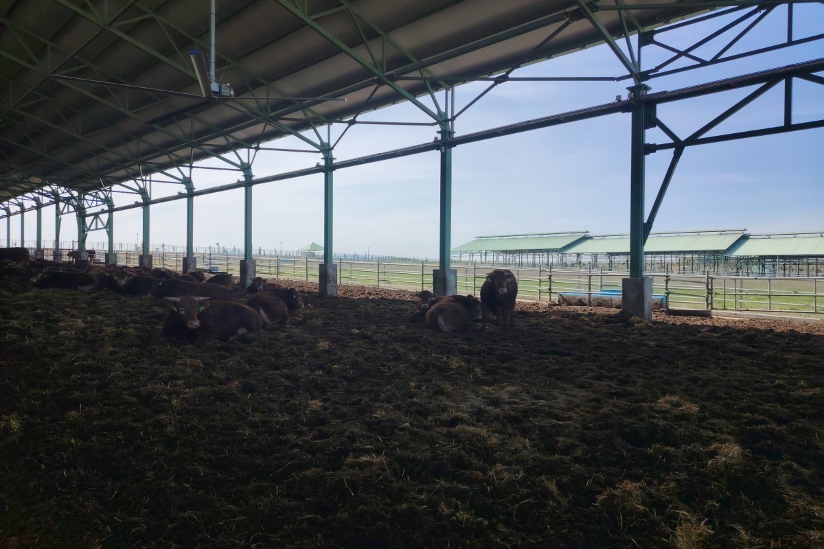 AI и ферма: как работает «Ширван Агро»-ФОТО 